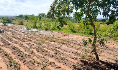 Panorama Gardens Phase 5