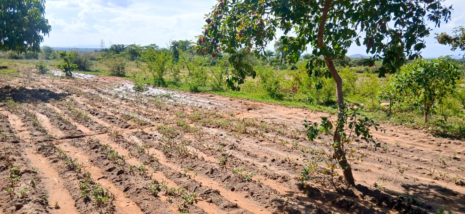 WhatsApp-Image-2026-03-05-at-3.52.12-PM-1